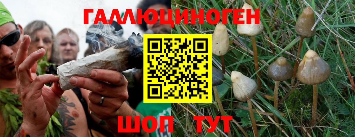 Нерюнгри  наркотики  Вход с VPN  Галлюциногенные грибы Psilocybine cubensis 
